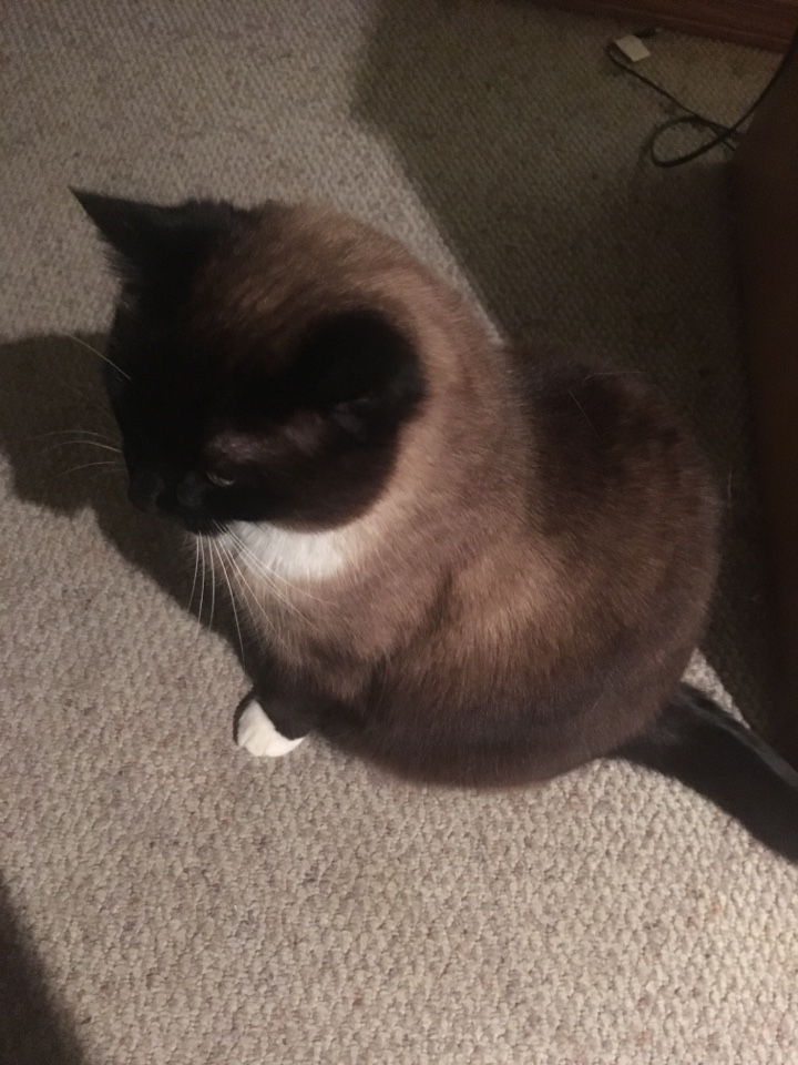 Saddle Ridge, AB - Plumber needed for toilet install Saddle Ridge, AB - Plumber needed for toilet install